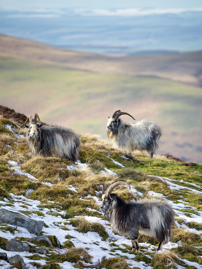 We Three Kings - Cheviot Wild Goats #1 Photograph by Anita Nicholson