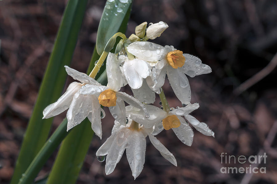 Weeping Narcissus #1 Photograph by Elaine Teague