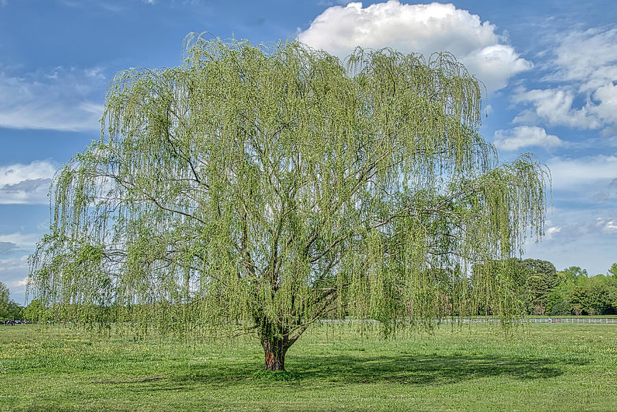 Weeping Willow Tree #1 Photograph by Jerry Gammon