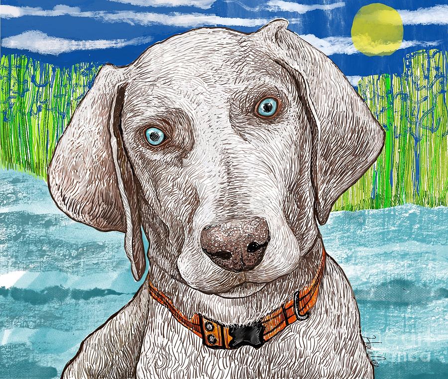 Download Weimaraner Drawing by Heidi Creed