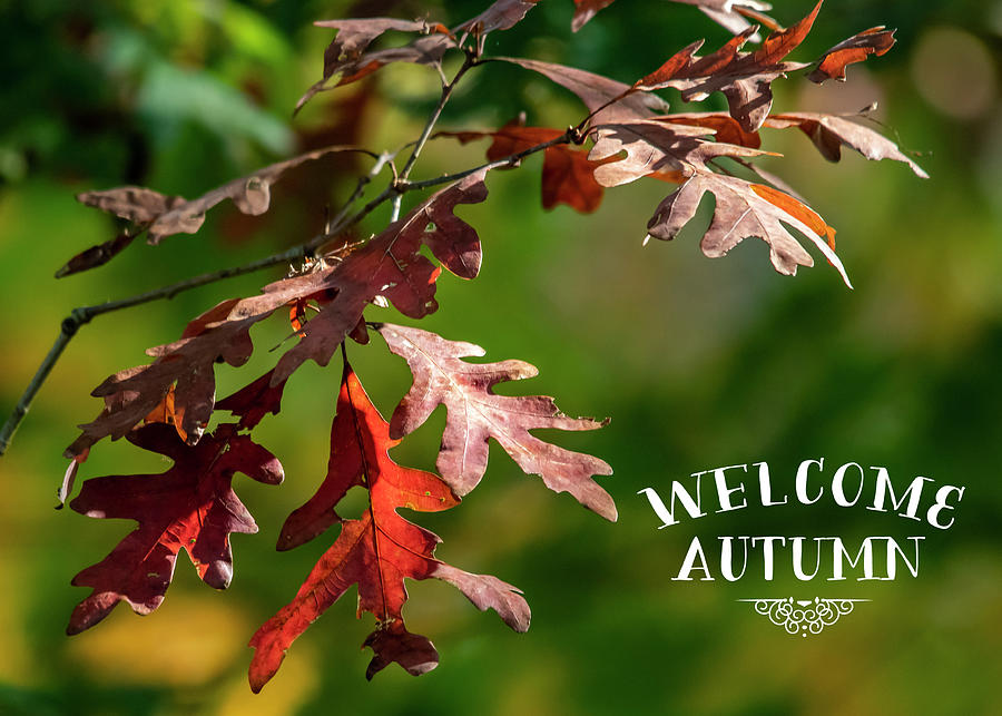 Welcome Autumn Photograph by Cathy Kovarik