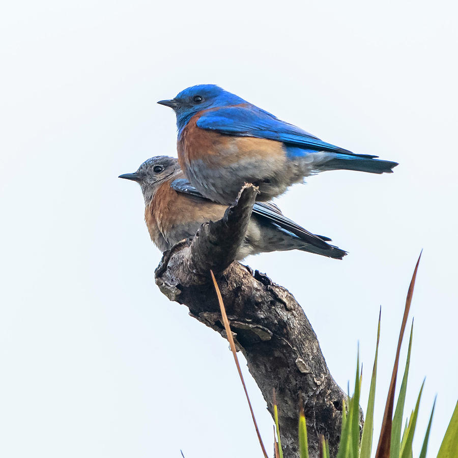 Western Bluebird Couple #1 Photograph by Ken Stampfer
