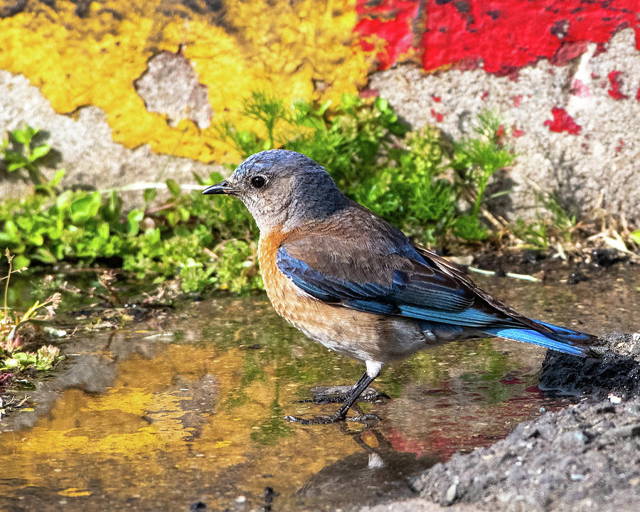 Western Bluebird #1 Photograph by Ken Stampfer