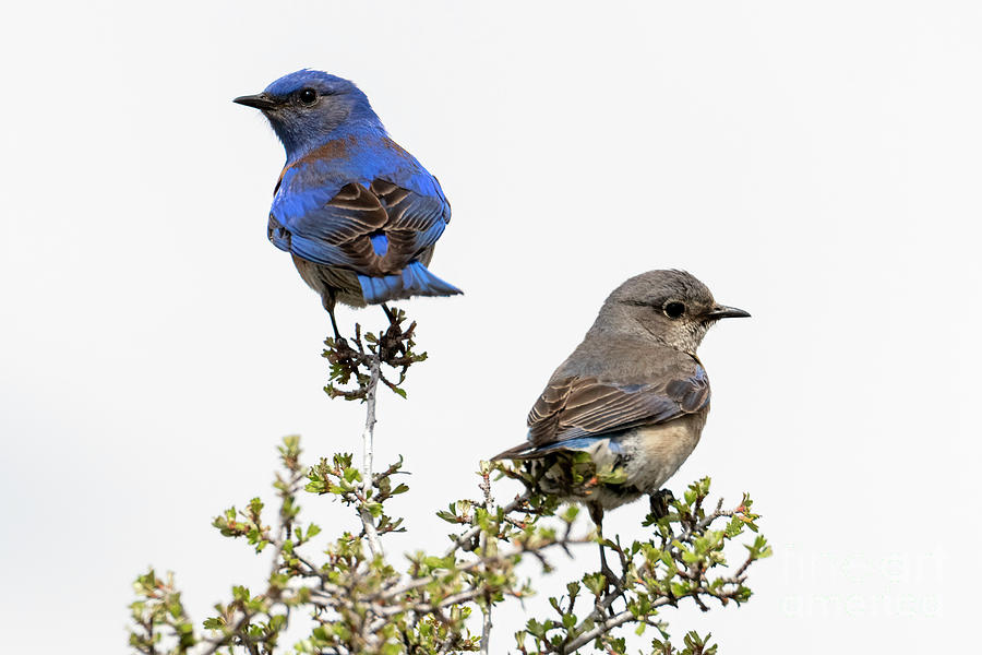Wildlife Photograph - Western Bluebird Pair #1 by Michael Dawson
