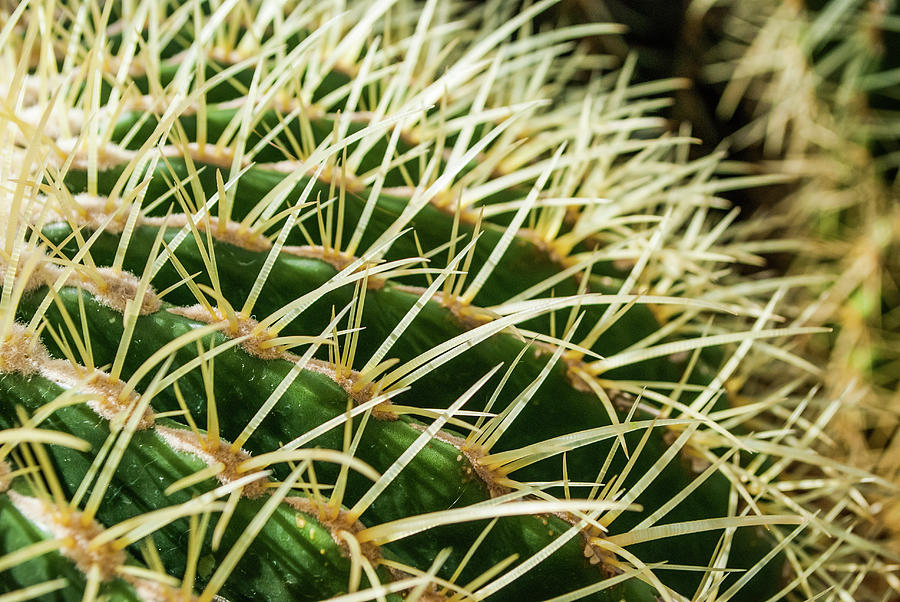 Western Cactus #1 Photograph by Gordon Sarti