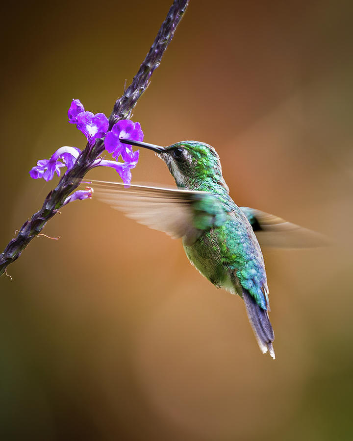 Western Emerald La Conchita Cali Valle del Cauca Colombia #1 Photograph by Adam Rainoff