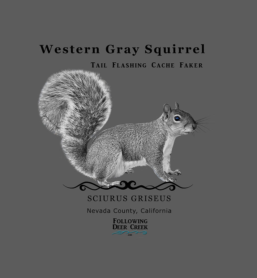 Western Gray Squirrel #1 Photograph by Lisa Redfern