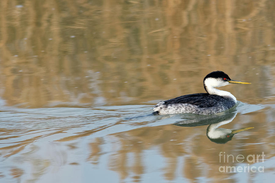 Western Grebe #1 Photograph by Natural Focal Point Photography