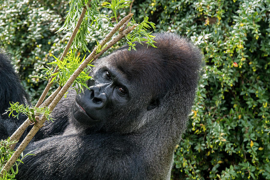 Western Lowland Gorilla #1 Photograph by Arterra Picture Library