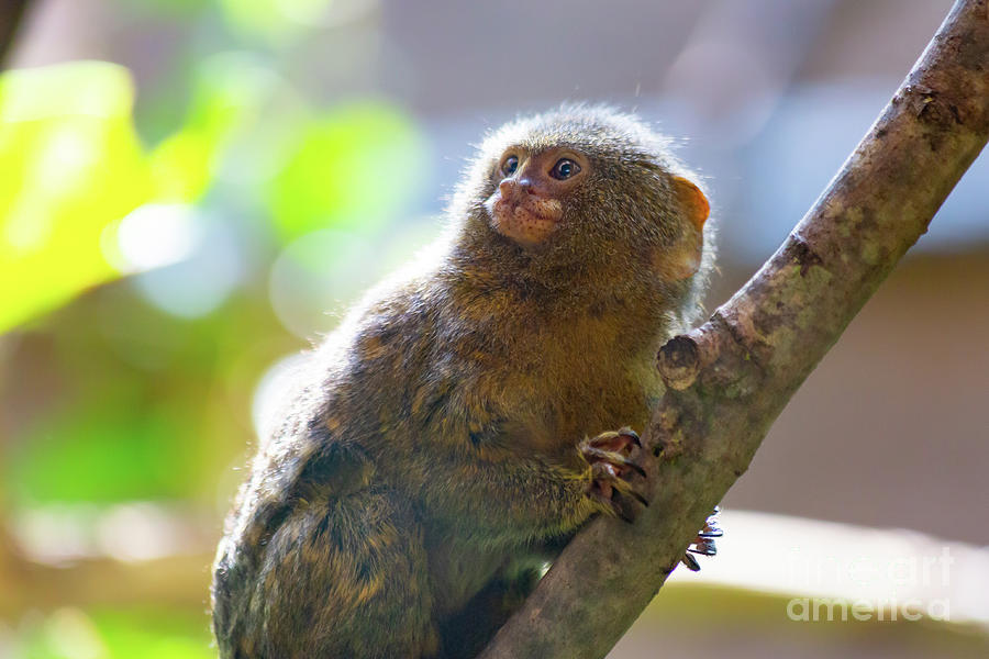 Western pygmy marmoset Photograph by Giuseppe Cammino | Pixels