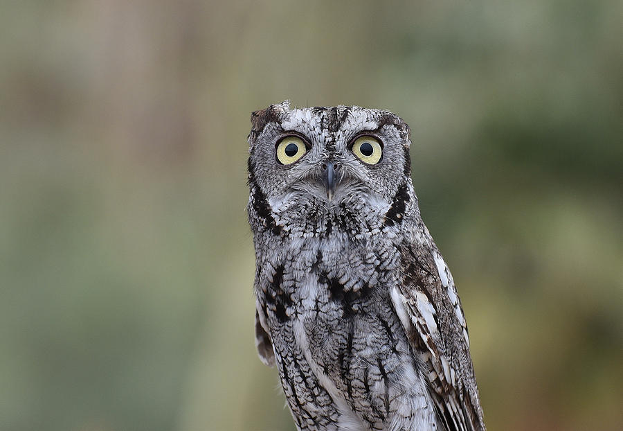 Western Screech Owl 4 #2 Photograph by Fraida Gutovich