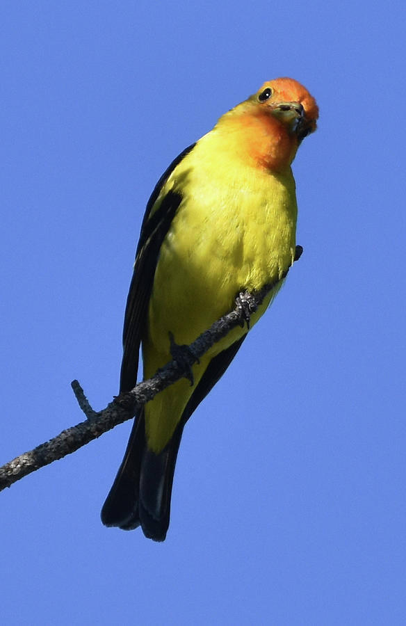 Western Tanager Photograph by Ben Foster