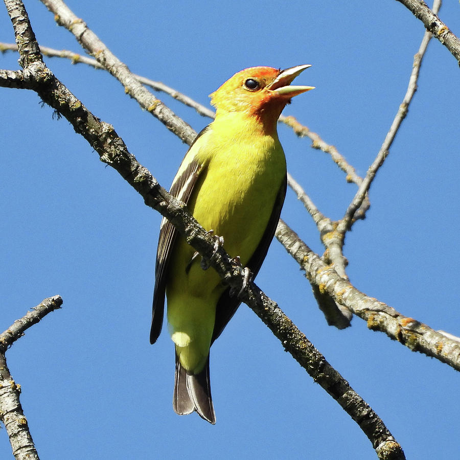 Western Tanager Photograph by Lindy Pollard Fine Art America