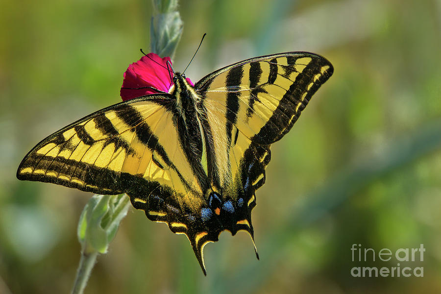 Western Tiger Swallowtail #1 #1 Photograph by Nancy Gleason