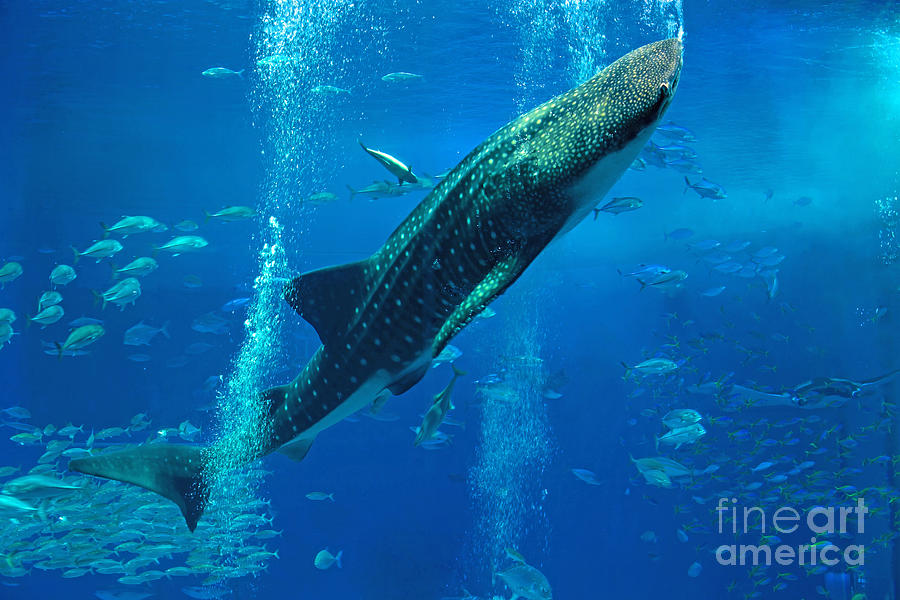 Whale Shark #1 Photograph by Aiolos Greek Collections