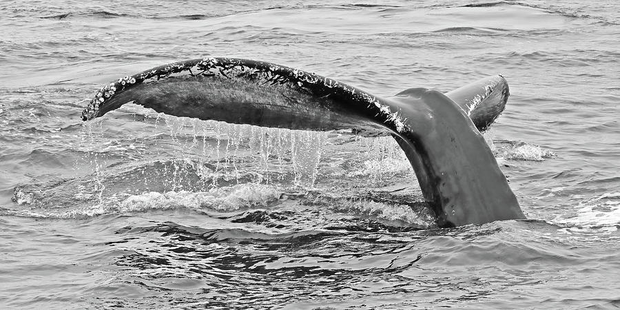 Whale Tail #1 #1 Photograph by Carla Brennan