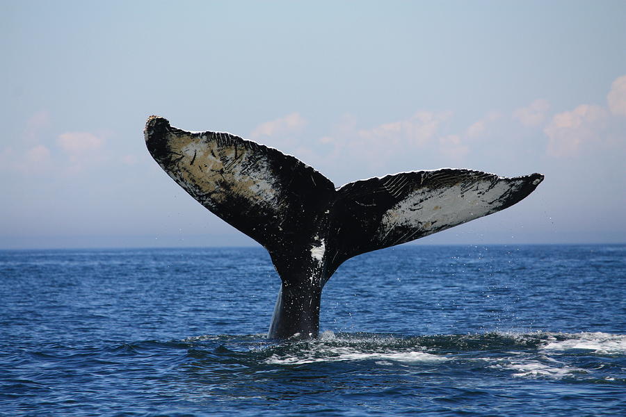 Whale Tail #1 Photograph by David Matthews