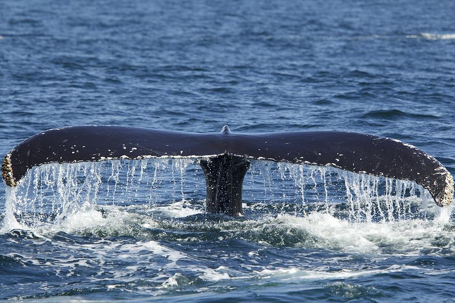 Whales tail splashing on sea surface #1 Photograph by David Fettes