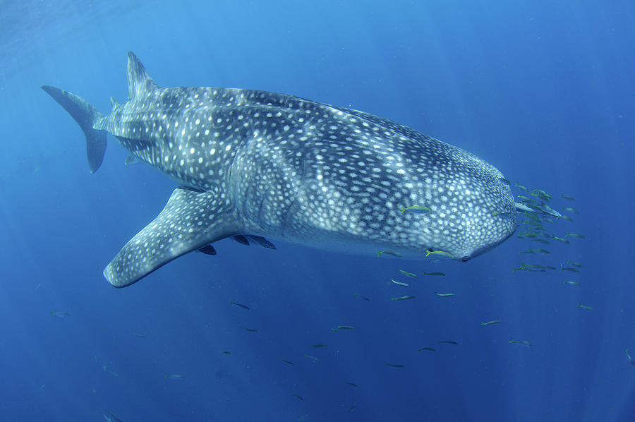 Whaleshark Swimming Photograph by Mike Veitch - Fine Art America