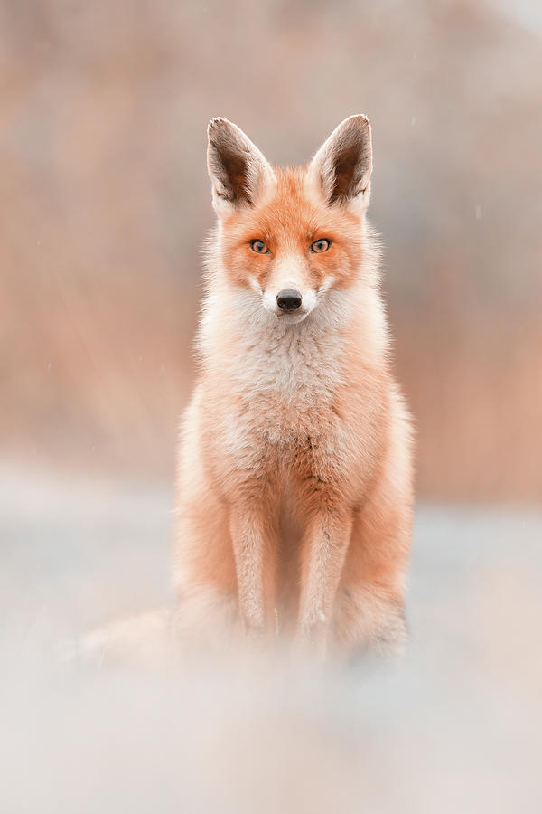 Fox Photograph - What Does The Fox Think #1 by Roeselien Raimond