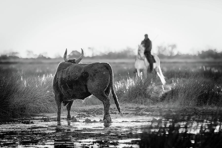 What the bull thinks Photograph by Jean Gill