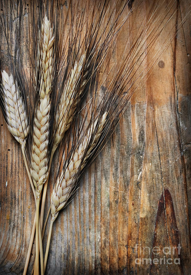 Wheat ears #2 Photograph by Jelena Jovanovic