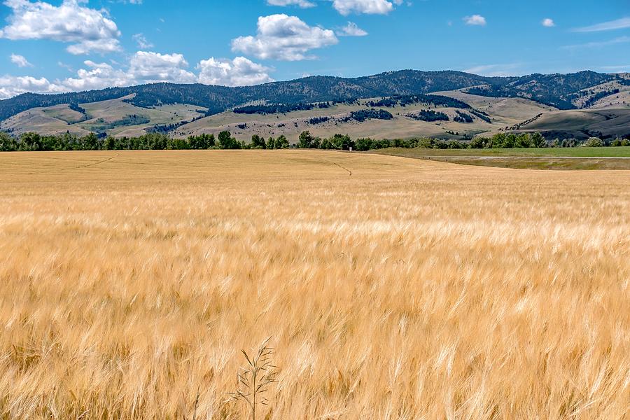 Wheat Field Ready For Harvest In Montana Mountains #1 Photograph by Alex Grichenko