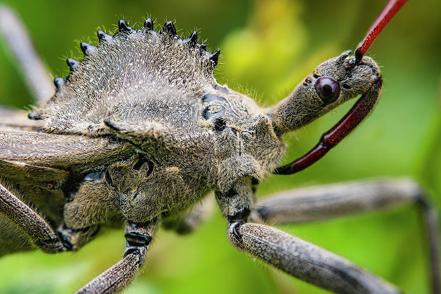 wheel bug