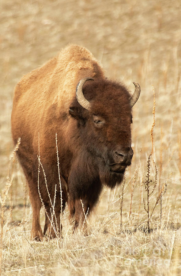 Nature Photograph - Where the Bison are at home  by Ruth Jolly