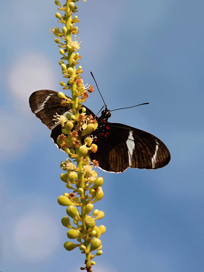 Whispering of butterfly wings 5  Photograph by Jaroslav Buna
