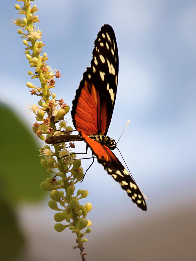 Whispering of butterfly wings 3 Photograph by Jaroslav Buna