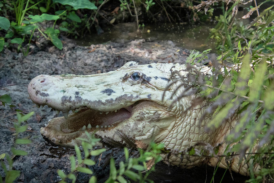 White Alligator #2 Photograph by Carolyn Hutchins