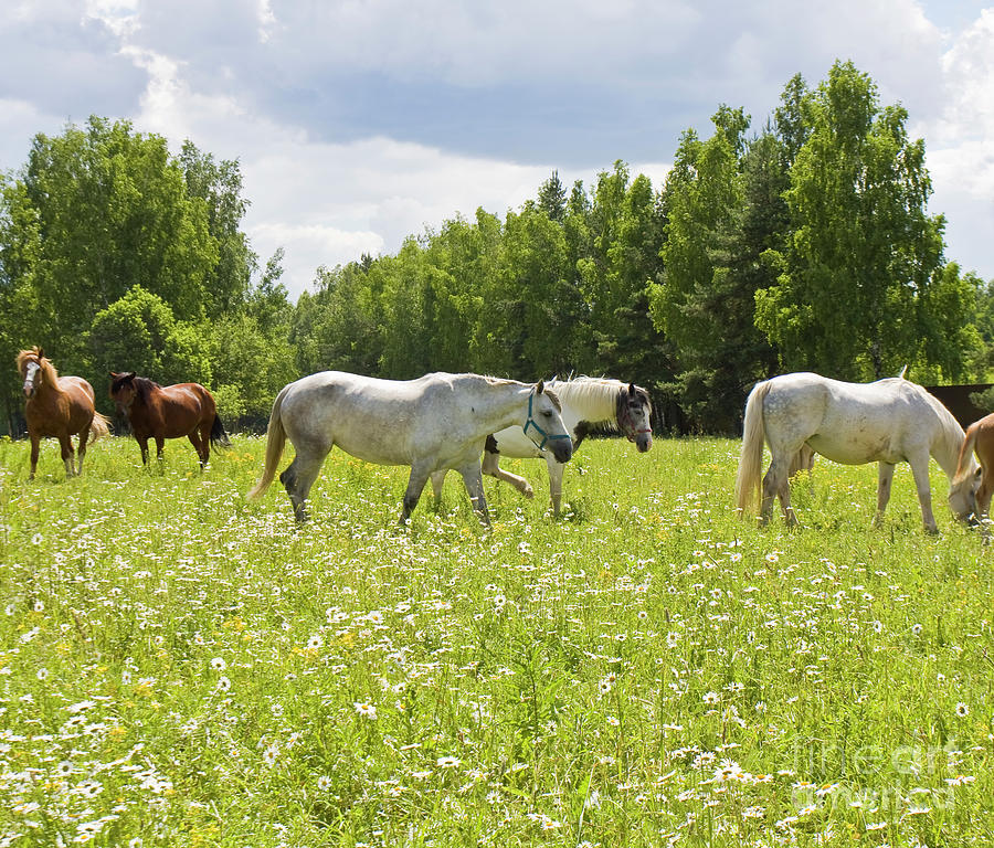 White and brown horses  #1 Photograph by Irina Afonskaya