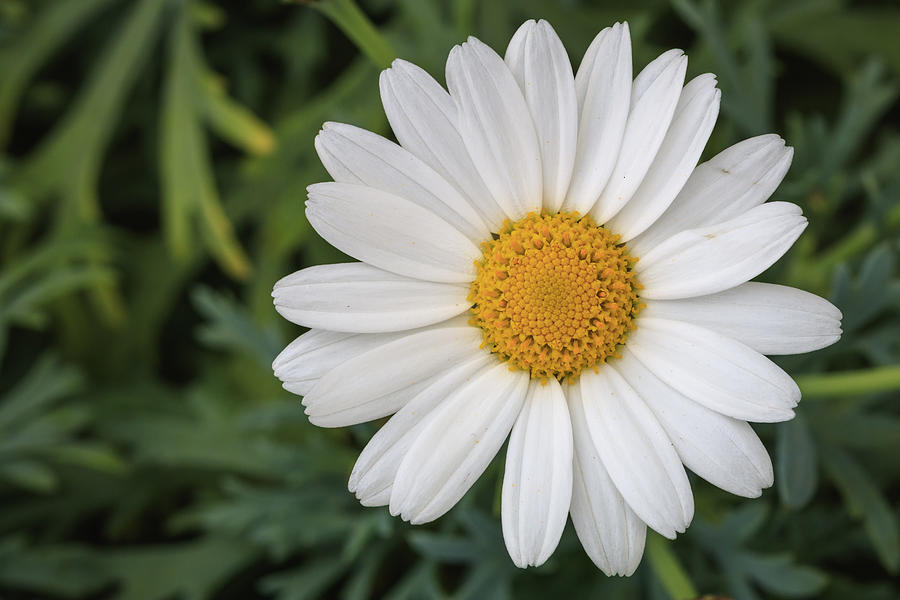White and yellow pyrethrum flower in a vase with green background #1 Photograph by MassanPH