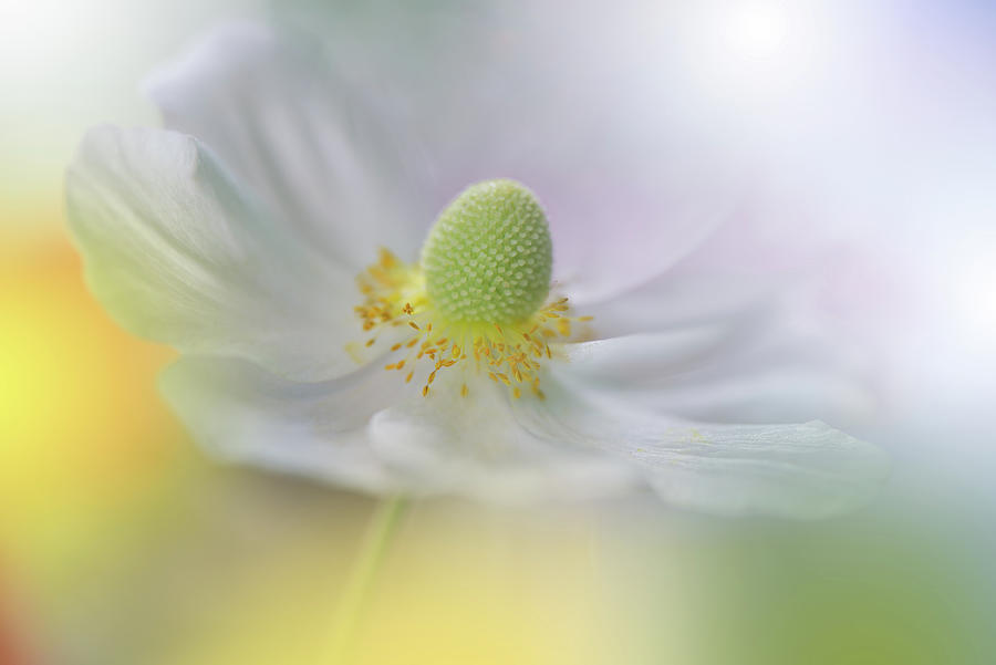 White Anemone Flower.. Photograph by Juliana Nan