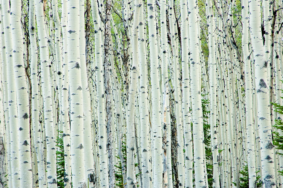 White birch tree forest #1 Photograph by OGphoto