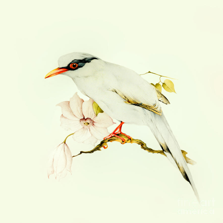 White Bird #1 Photograph by Munir Alawi