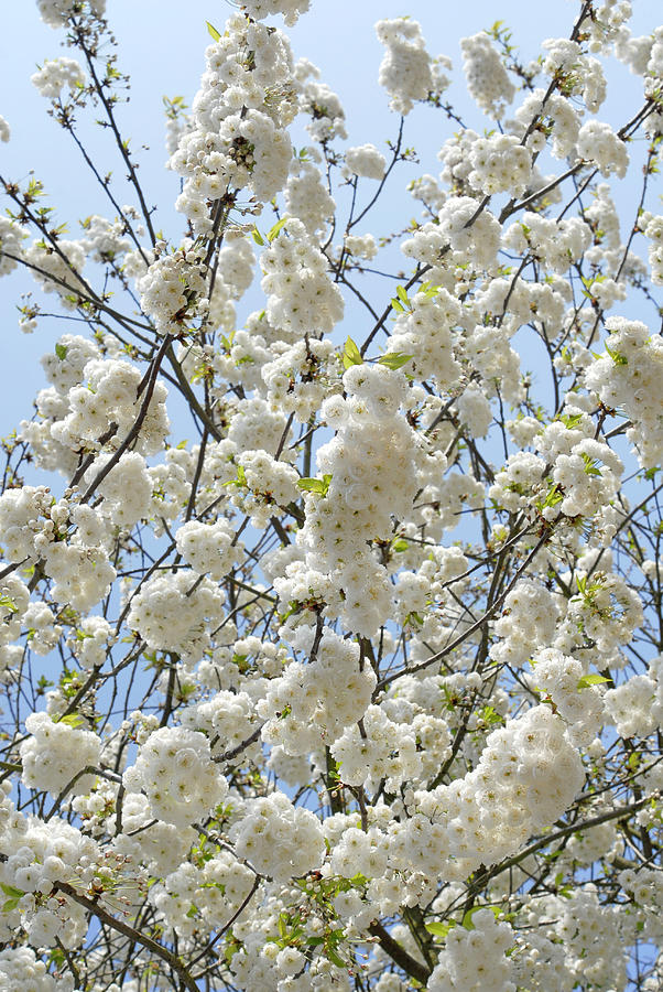White blossoms on the tree #1 Photograph by Severija Kirilovaite