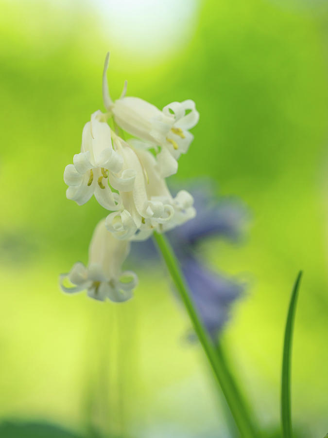 White Bluebell #1 Photograph by Framing Places