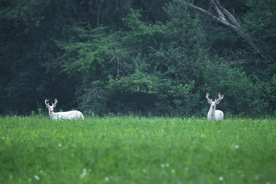 White Bucks #1 Photograph by Brook Burling