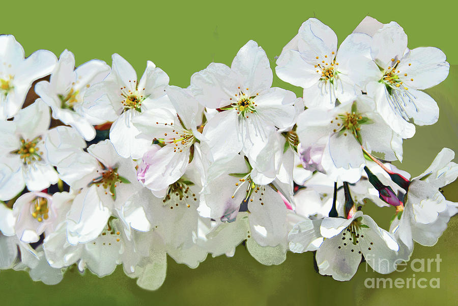 White Cherry Blossoms On Green Photograph