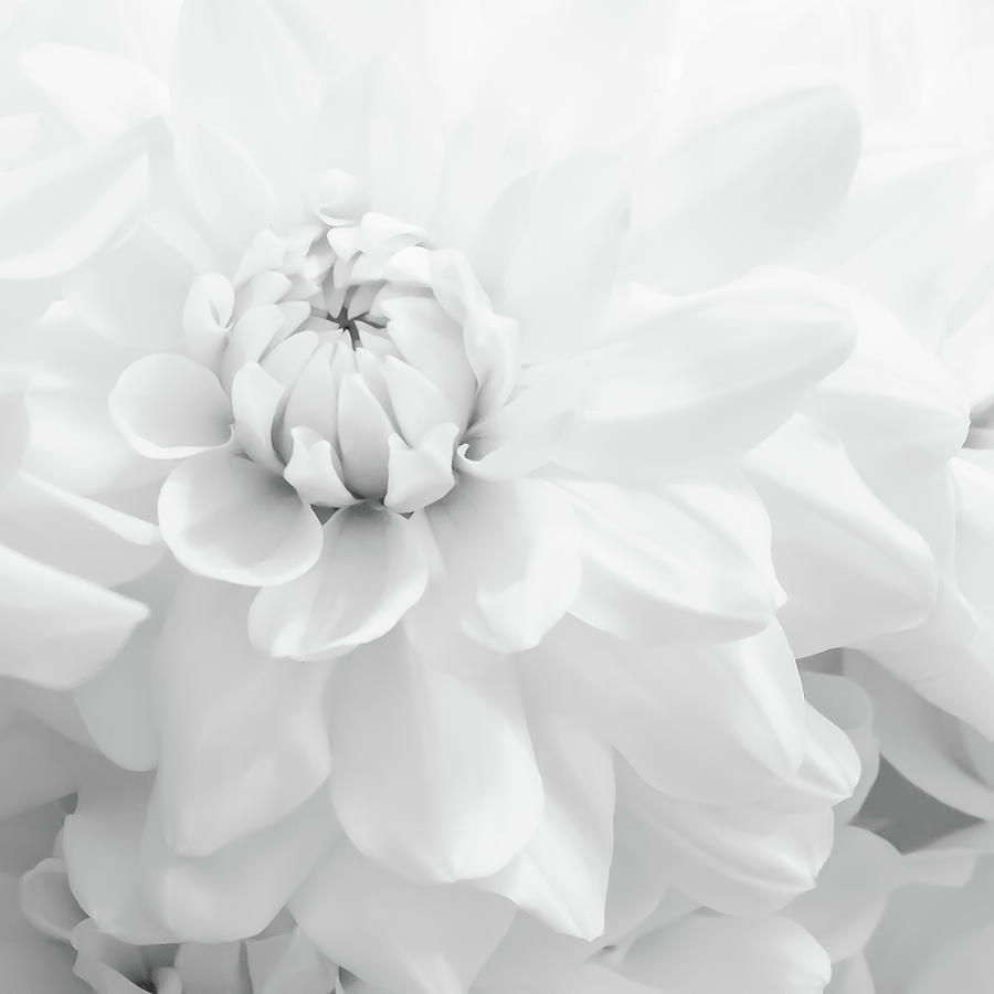 White Chrysanthemum #2 Photograph by David Patterson