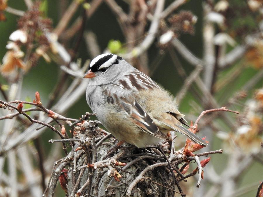 White crowned sparrow #1 Photograph by Betty-Anne McDonald