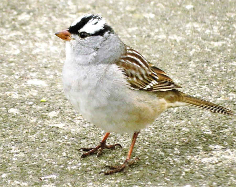 White-crowned Sparrow  #2 Photograph by Lori Frisch