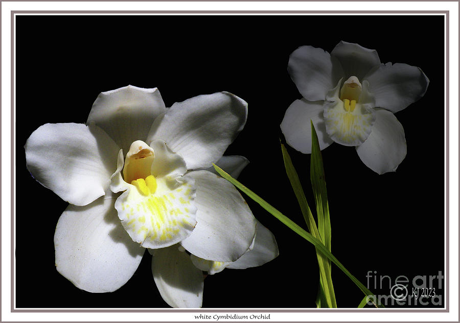 white Cymbidium Orchid #1 Photograph by Klaus Jaritz