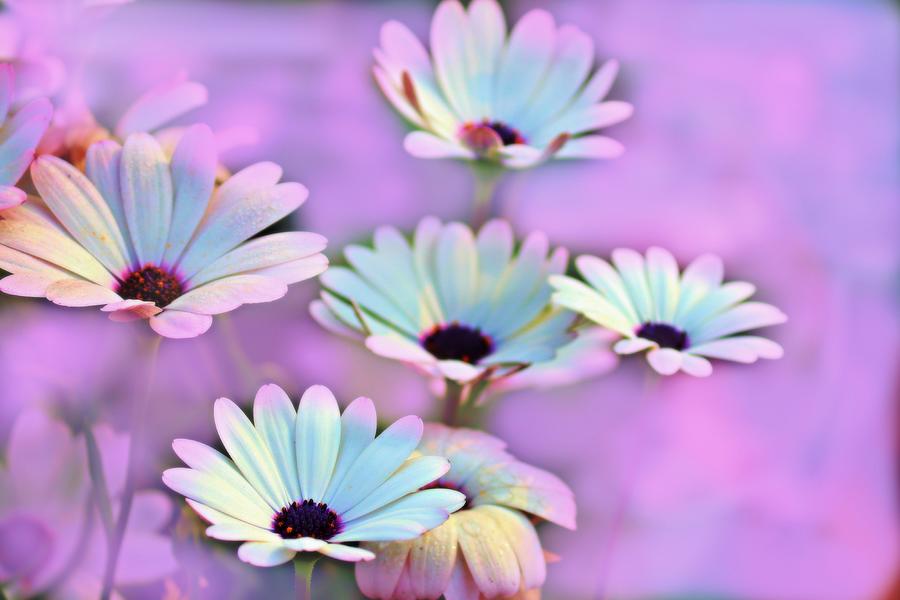 White Daisies On Purple Background Photograph