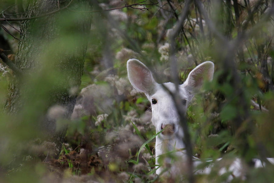 White Deer #1 Photograph by Brook Burling