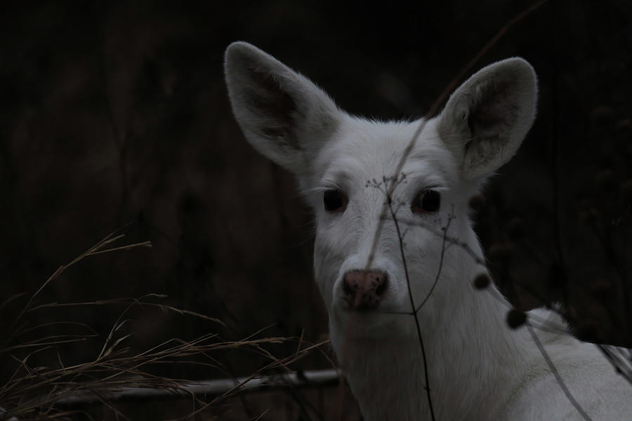 White Deer Face #1 Photograph by Brook Burling