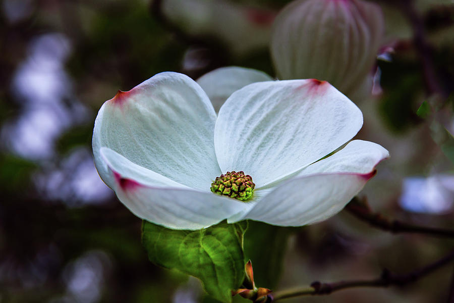 White Dogwood Flower #1 Photograph by David Patterson
