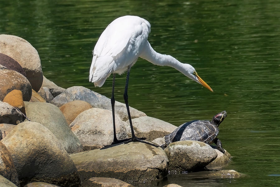 White Egret and Turtle #2 Photograph by Joe Palermo